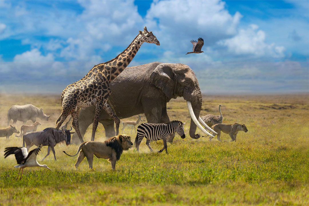 Ngorongoro-Tanzania